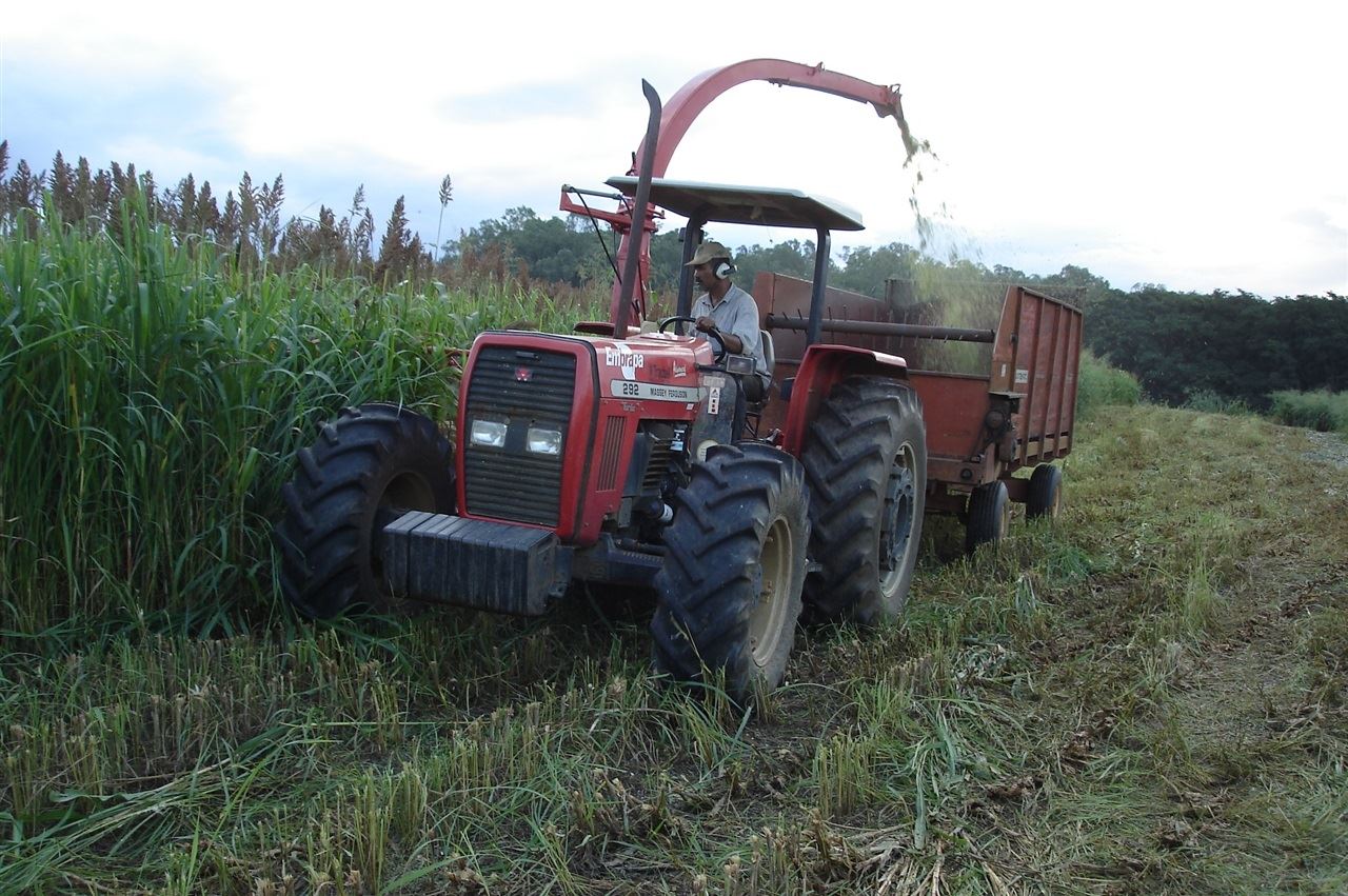 Integração lavoura pecuária - sorgo 