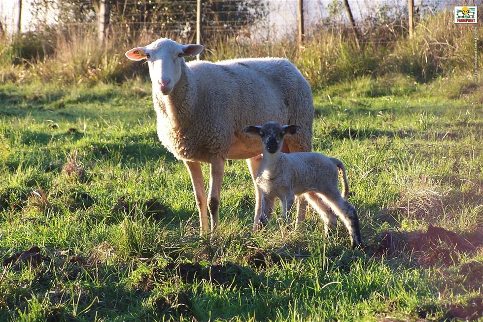 ovelhas Lacaune - leite de ovelha 