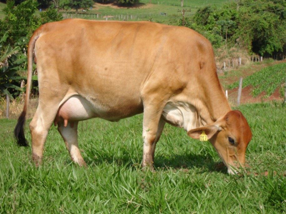 pastagem bovinos - produção animal 