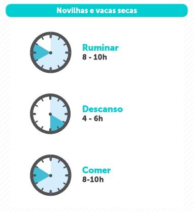 tempo para as vacas leiteiras 