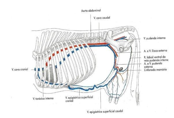 vascularização glândula mamária 