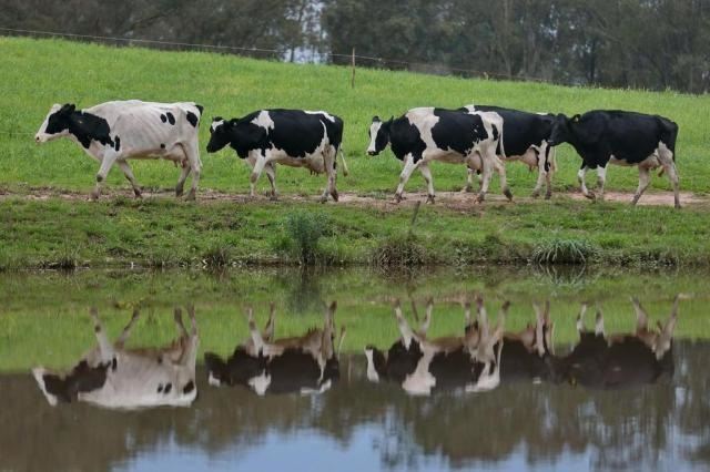 produção de leite - RS 