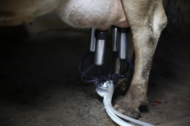 energia monofásica - produção de leite 