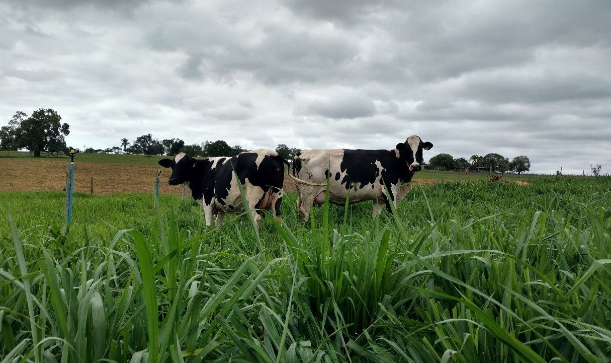 produção de leite - Rio de Janeiro 