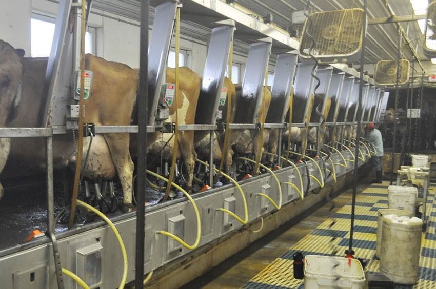 melhoramento genético - bovinos leite - Jersey 