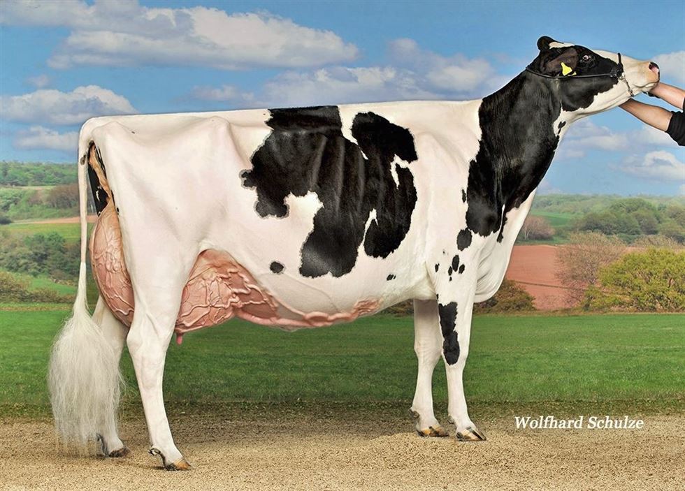 melhoramento genético - bovinos leite - holandês