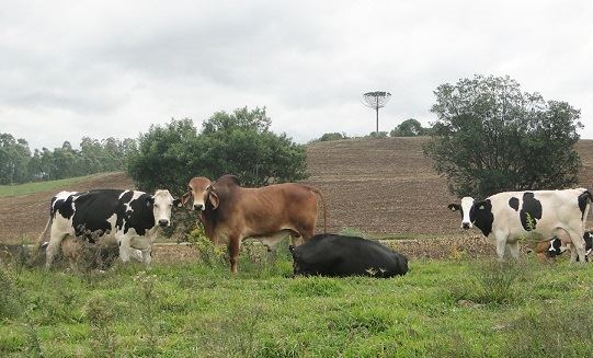Heterose e cruzamentos como estratégia de melhoramento de bovinos