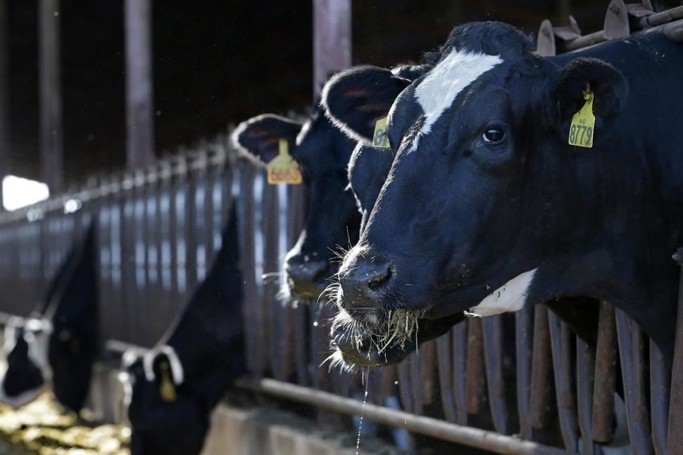 gases de efeito estufa