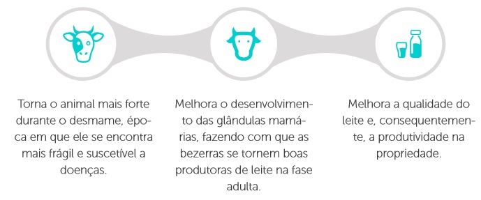 fase de aleitamento - bezerras 