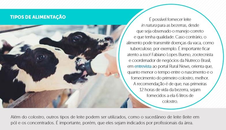 bezerras em fase de aleitamento 