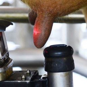 mecanização da ordenha - Uruguai 