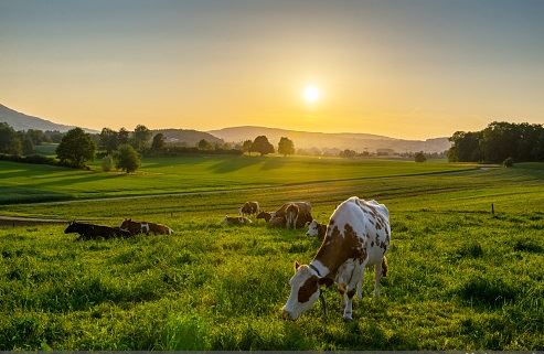 vacas criadas a pasto 