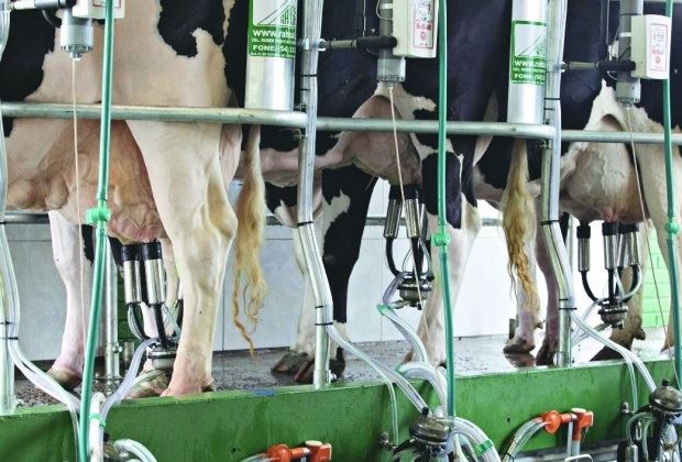 energia elétrica - produção de leite 