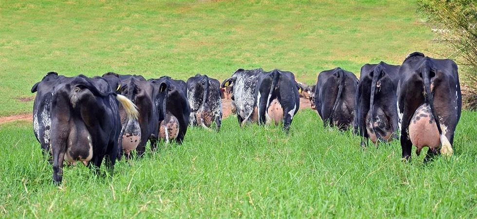 cruzamentos de bovinos leiteiros 