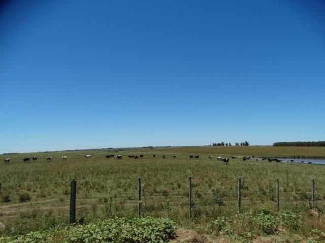 recria gado leiteiro - Uruguai 