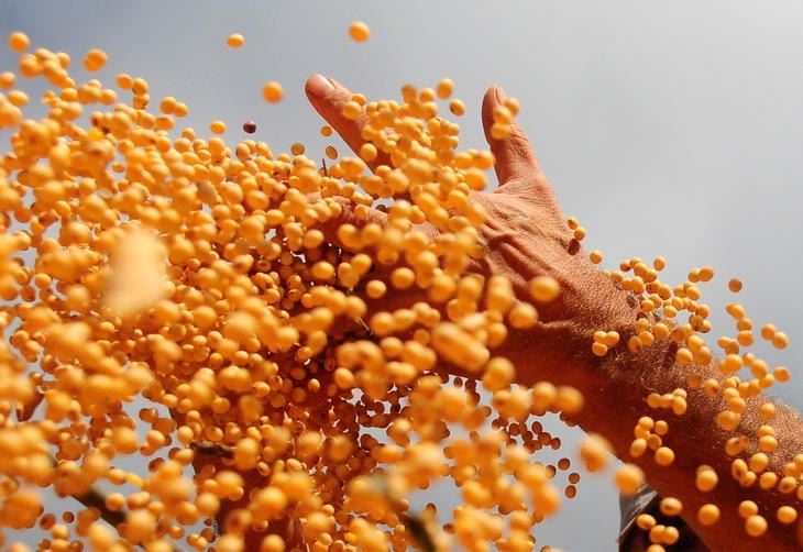 safra da soja - Conab 