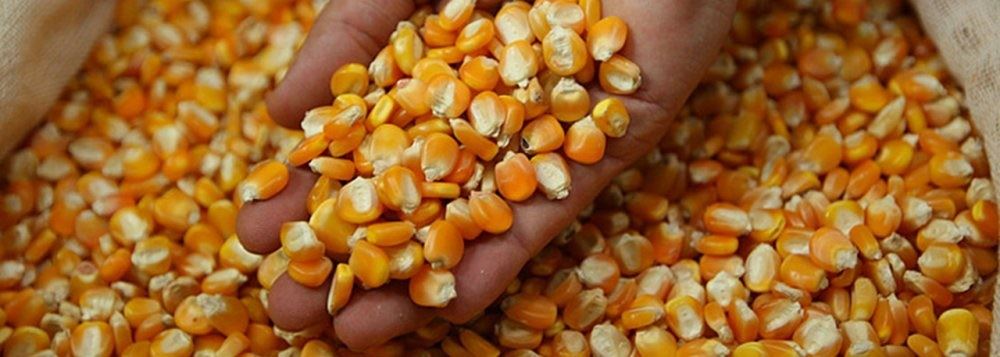vendas em balcão - milho - conab 