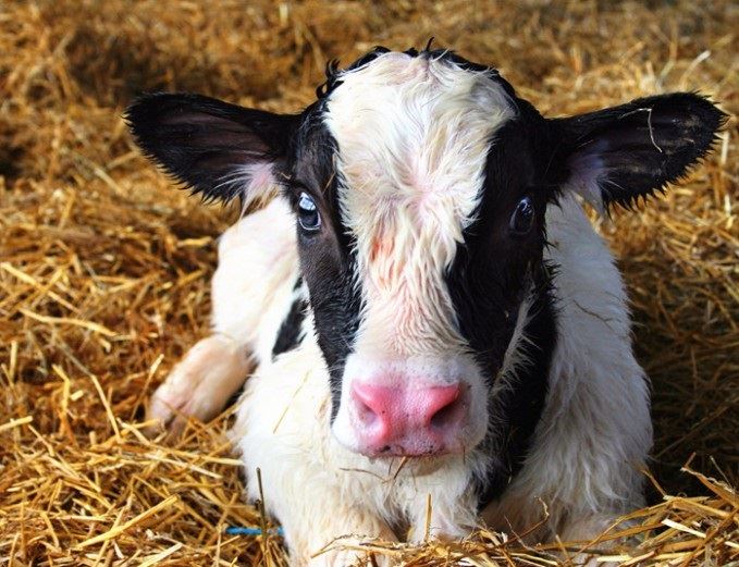 criação de bezerras leiteiras - bem estar 