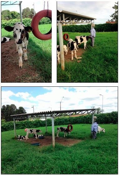 enriquecimento ambiental - bezerras leiteiras 