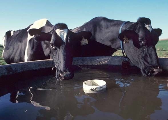cloração da água na produção de leite 