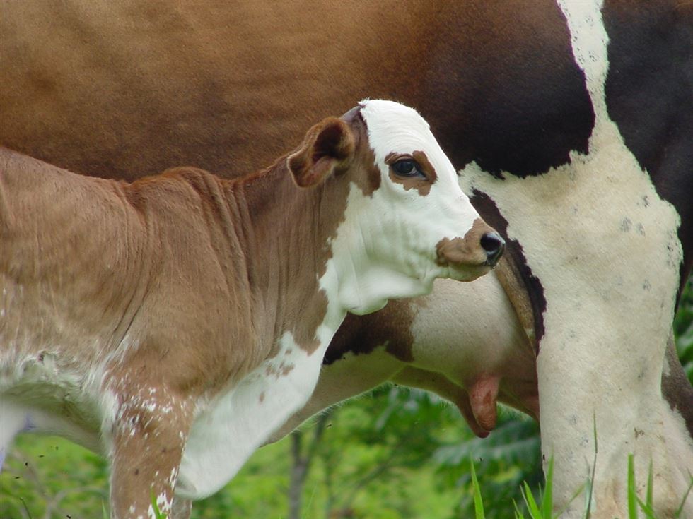estratégias nutricionais - eficiência reprodutiva em vacas 