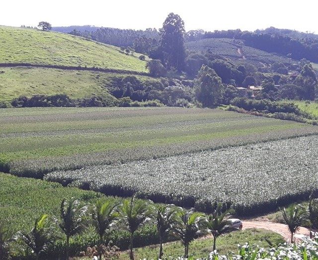 Vitrine do Milho - Embrapa 