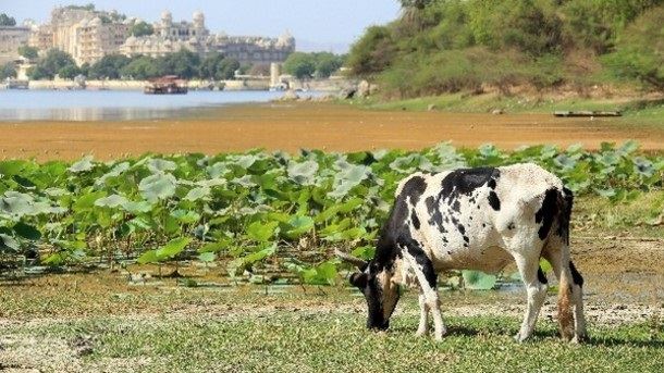 produção de leite na Índia 