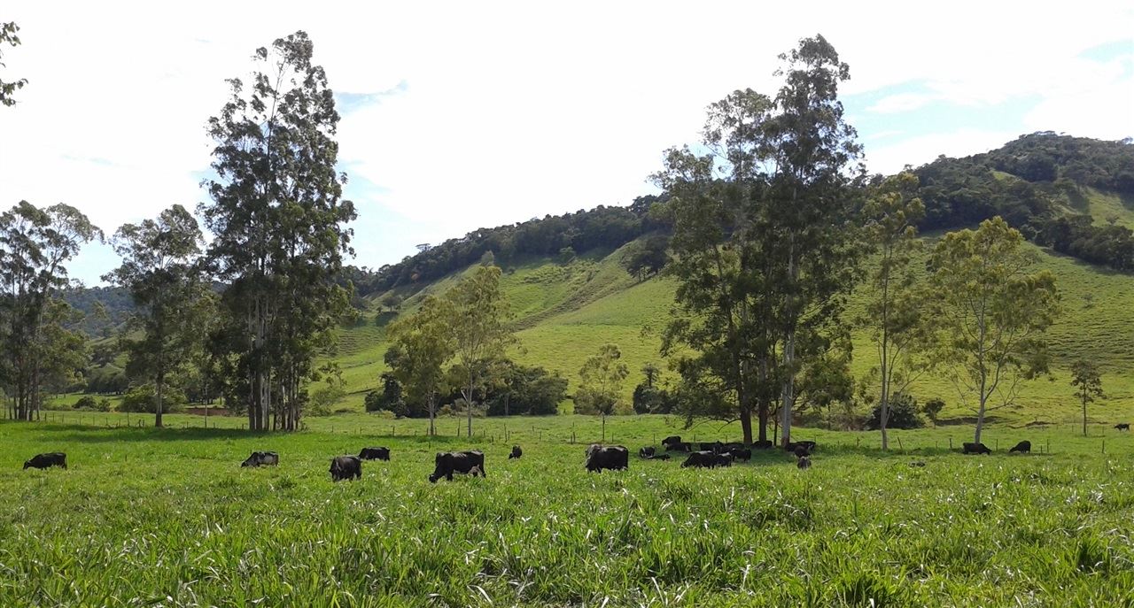 fazenda palmital - produção de leite 
