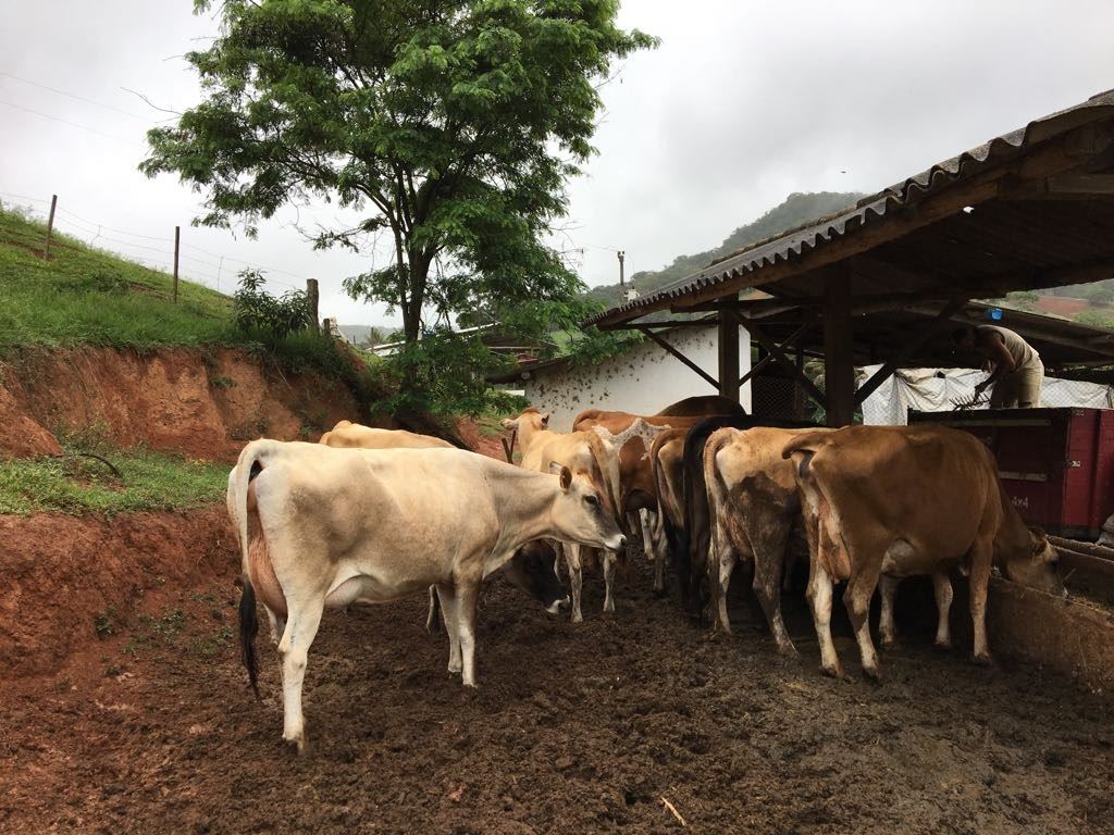 Fazenda do Engenho - produção de leite 