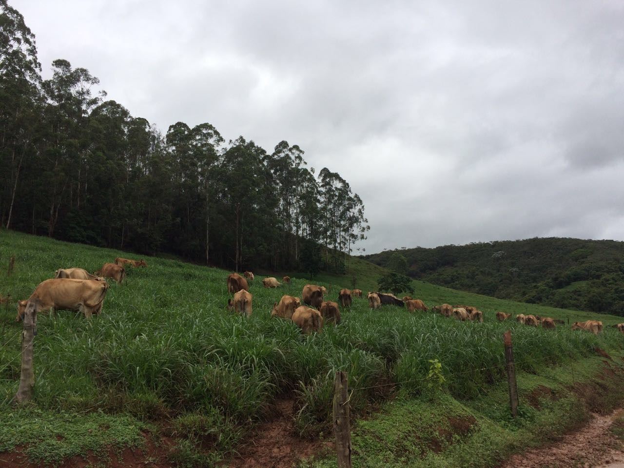 Fazenda do Engenho - produção de leite 