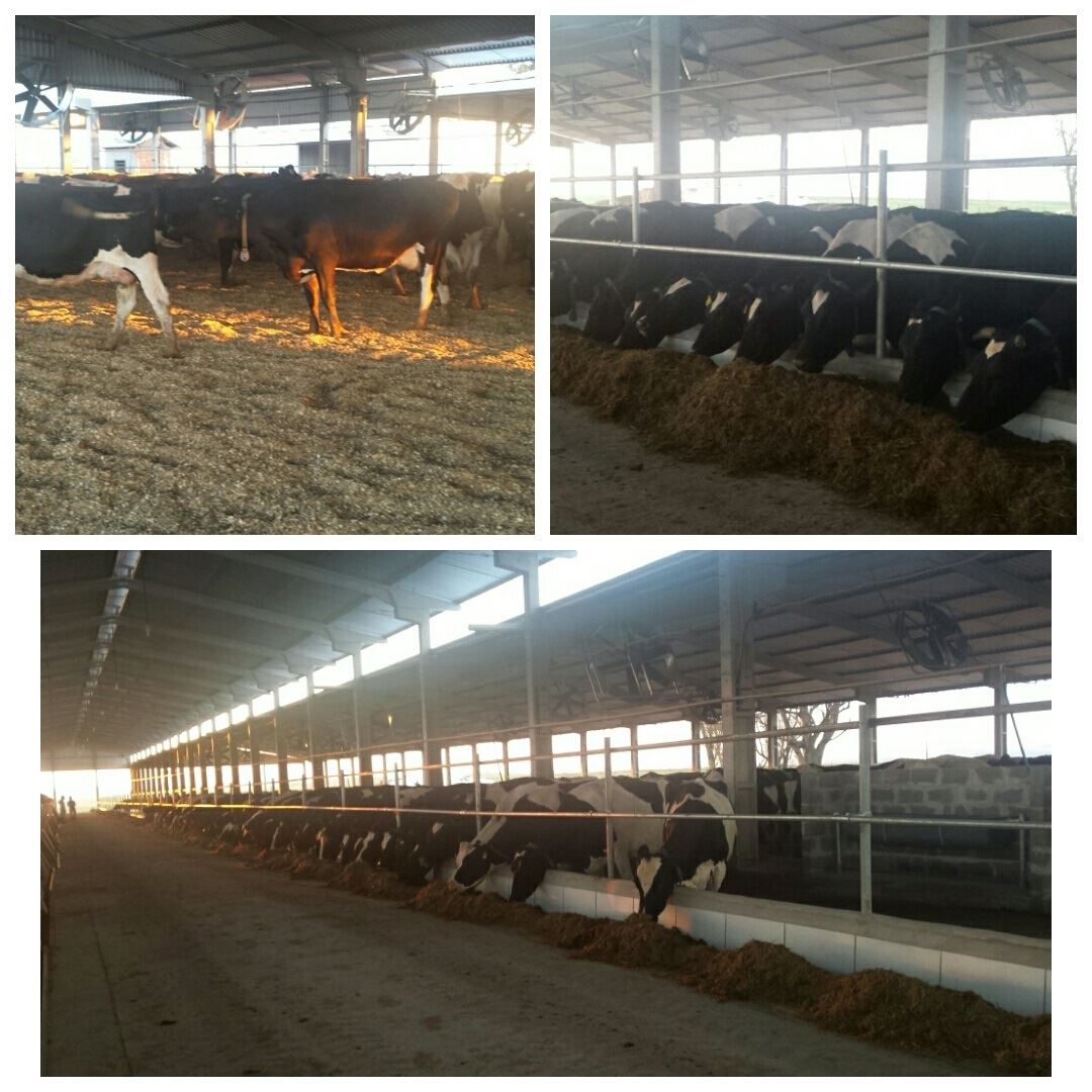 Fazenda Chácara - produção de leite 