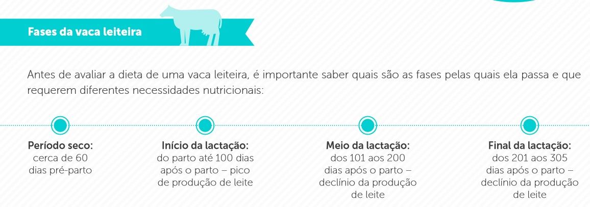 fases da vaca leiteira 