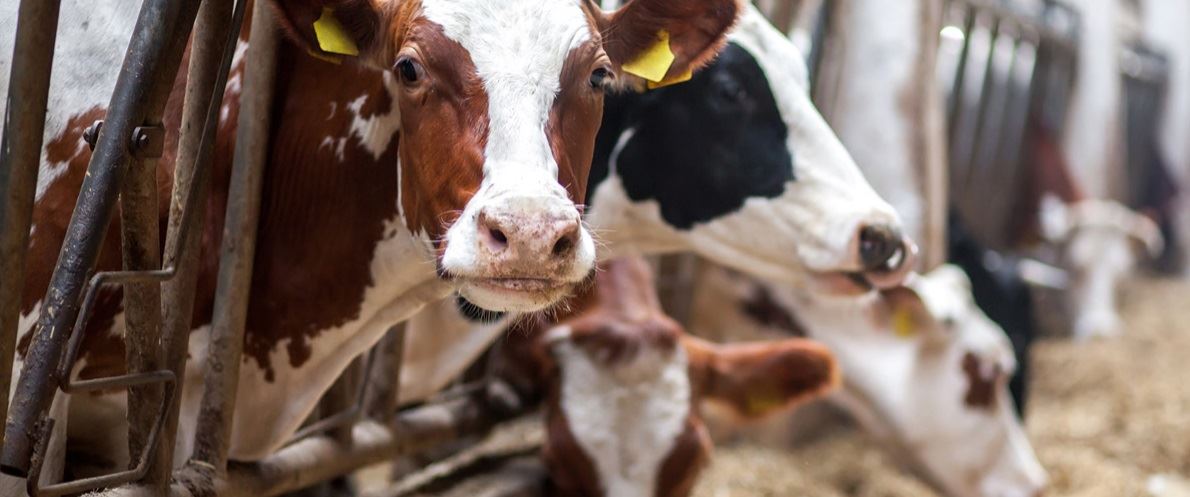 produção de leite no Brasil 