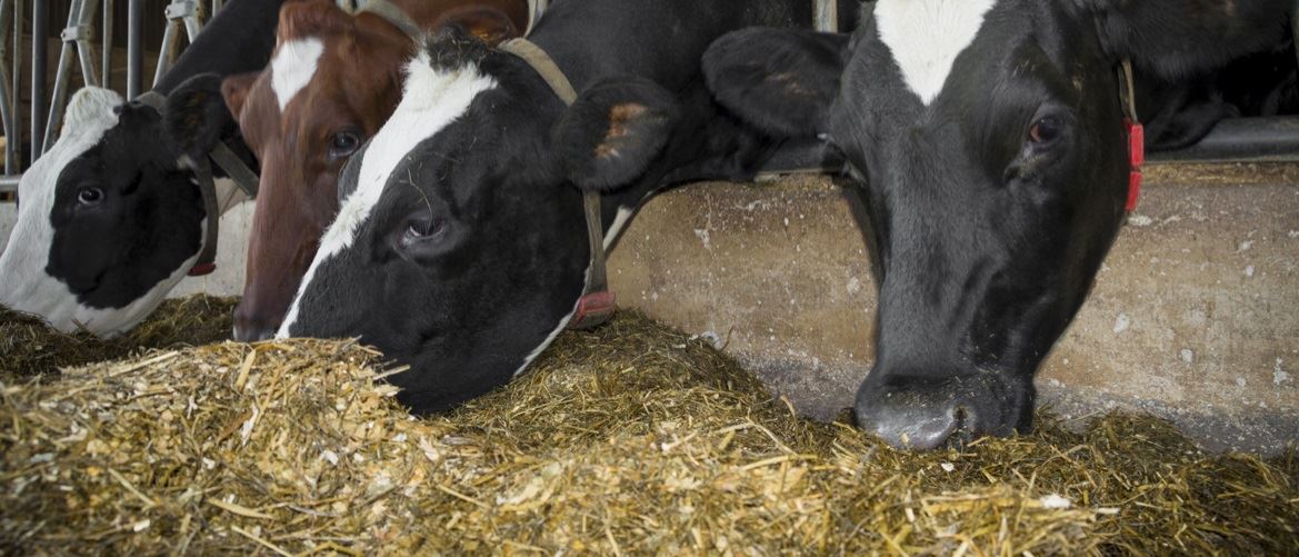 compost barn - produção de leite 