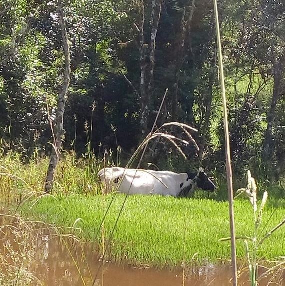 estresse térmico vacas