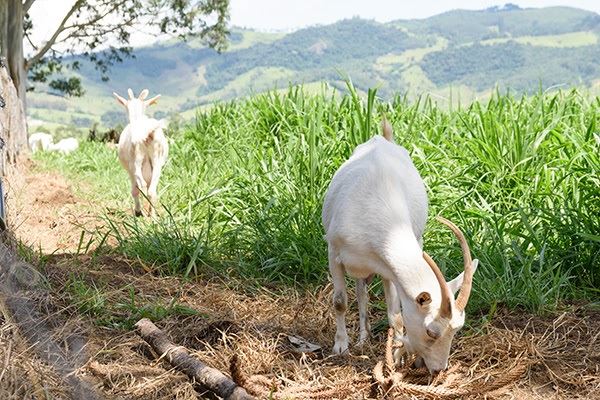 capril do bosque - festival frescuras do bosque