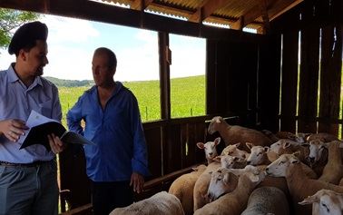 Projeto de extensão busca fortalecer e profissionalizar a ovinocultura no noroeste gaúcho