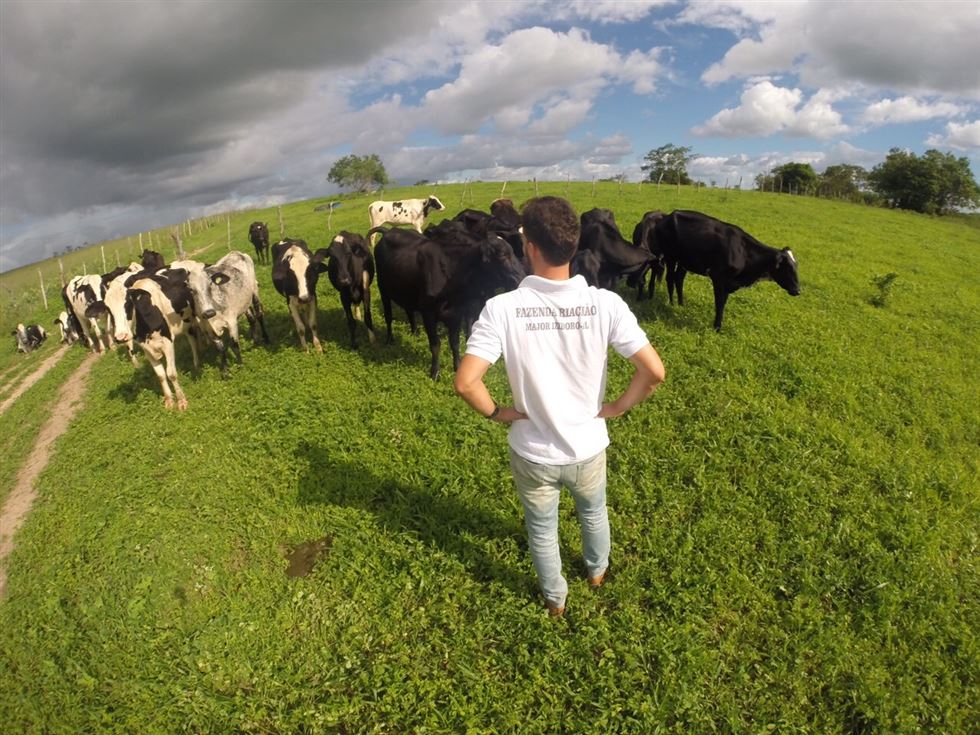 Fazenda Riachão - produção de leite - Alagoas