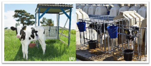 Desempenho e saúde de bezerras leiteiras criadas em diferentes abrigos individuais