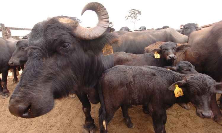 criação de búfalos - Minas Gerais 