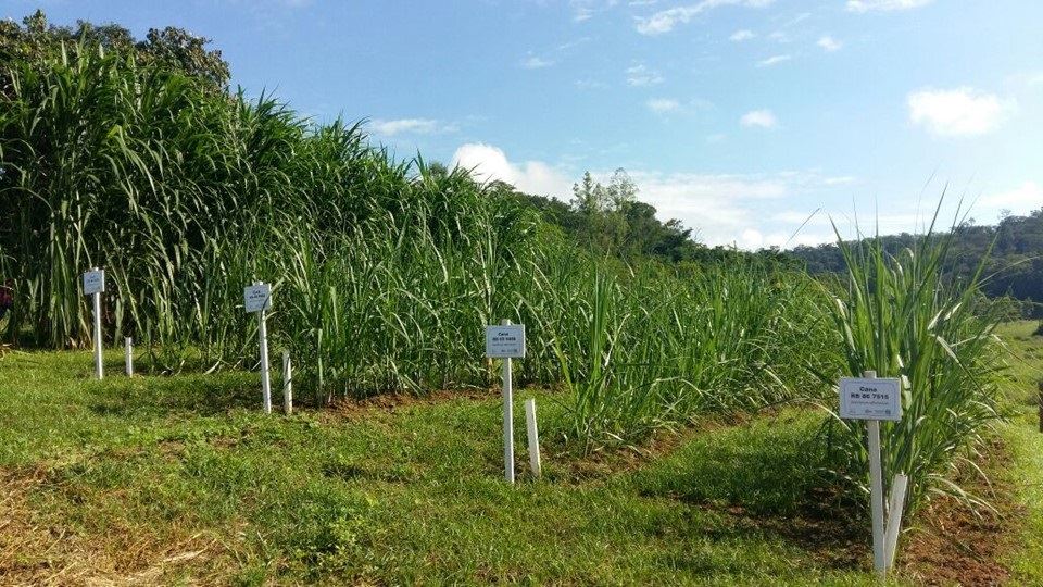 “Vitrine de Forrageiras” - Incaper 