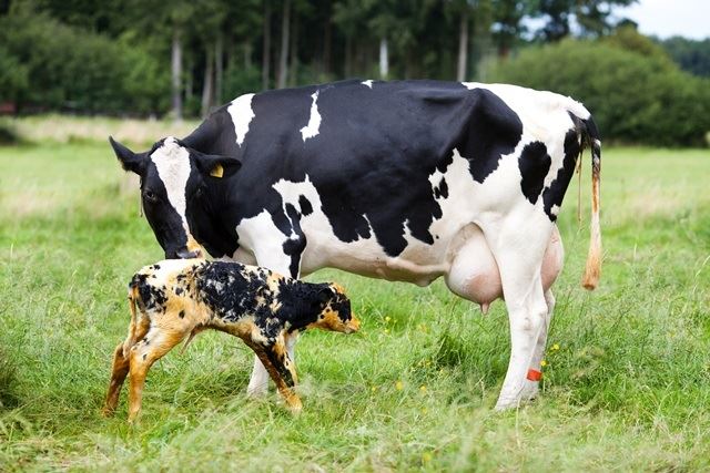 nutrição, metabolismo e saúde uterina de vacas no pós parto