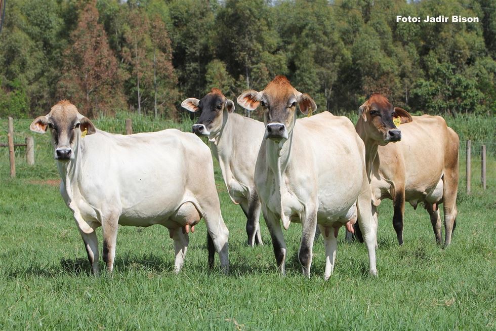 Cruzamentos possibilitam a geração de animais capazes de produzirem altos níveis de leite 