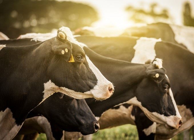 produção de leite ideal 