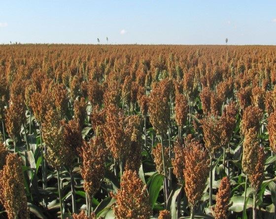 produção de sorgo no Brasil - Embrapa