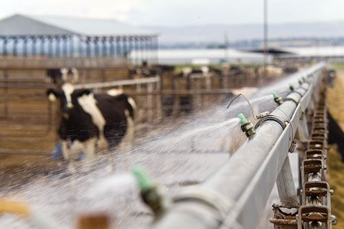 As maiores dúvidas em relação ao resfriamento de vacas no período seco