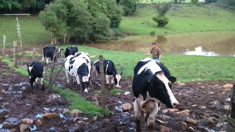 chuvas - rio grande do sul - produção de leite 