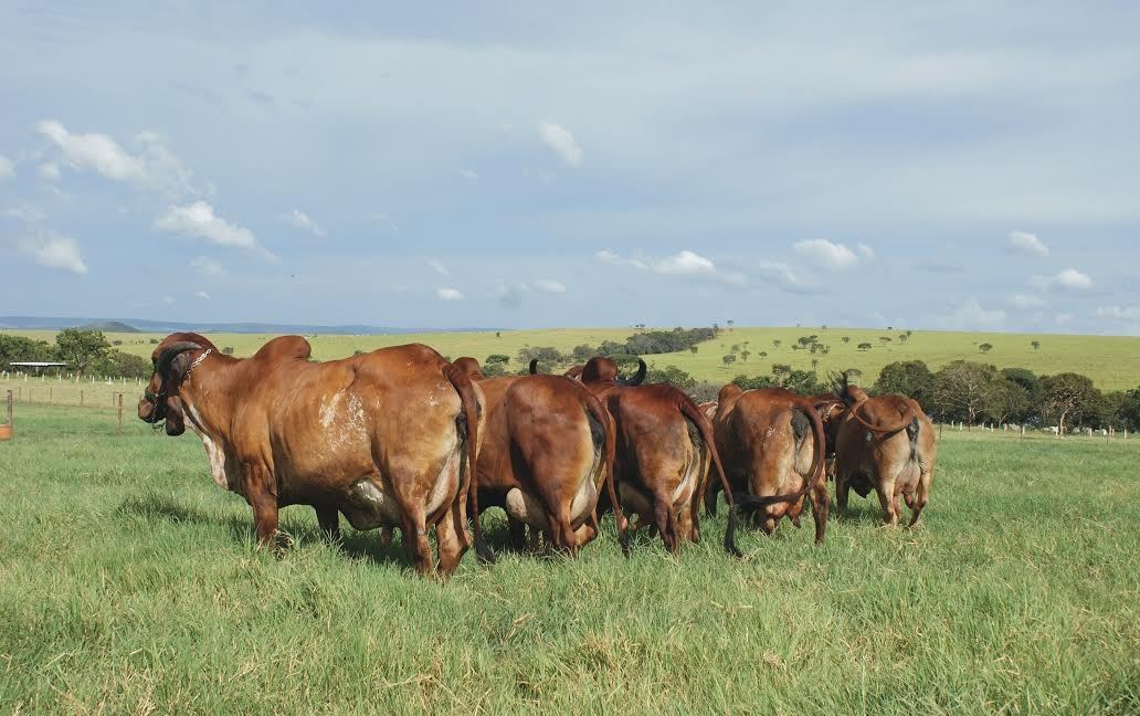 Criatório Villefort - leite A2A2