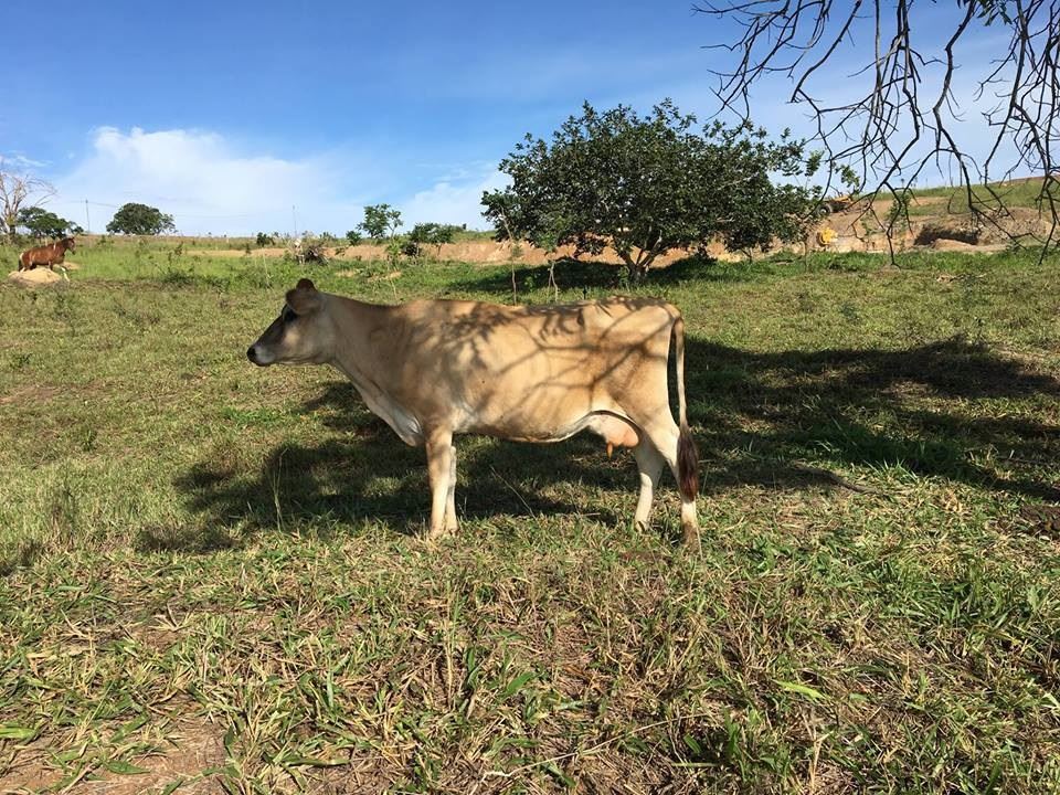 leite A2A2 - Sítio Vale do Roncador