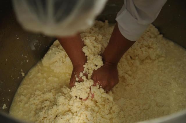 Produção de queijo serrano catarinense é destaque em concurso no Chile
